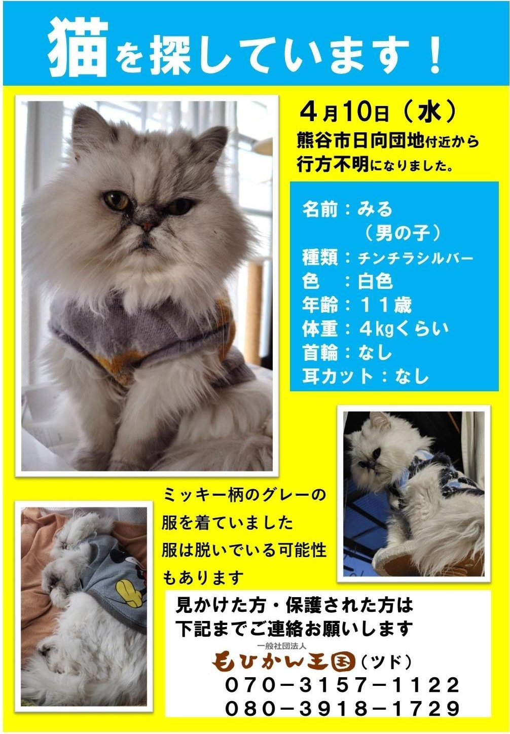 緊急拡散希望、迷子猫探してます】 | もひかん王国 ～ いのち部 愛の手